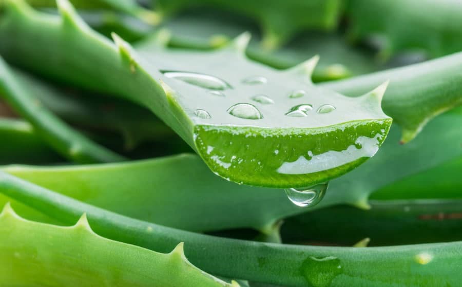 faire gel intime maison avec de l'aloevera