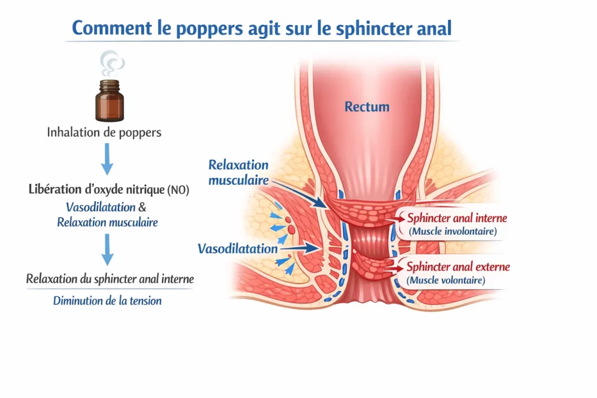 schema anatomique sphincter anal interne externe effet vasodilatateur poppers relaxation musculaire